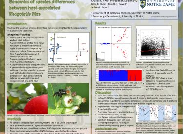 Genomics of species differences between host-associated Rhagoletis flies