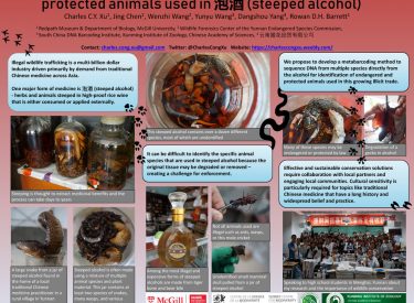 Using DNA metabarcoding to identify endangered and protected animals used in steeped alcohol