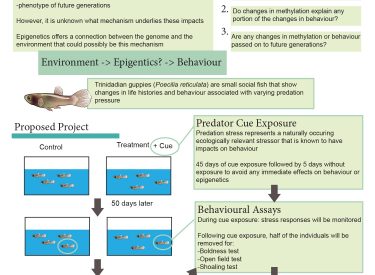 Does early-life stress shape behaviour through epigenetics in guppies?