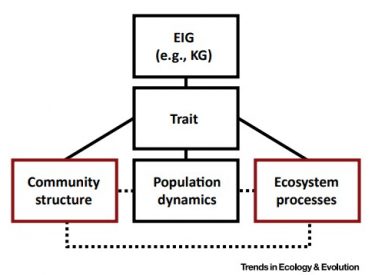 Keystone genes: single genes with large ecological effects