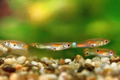 Guppies
