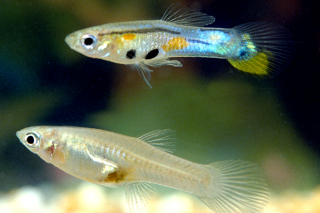 Trinidadian_guppy_(Poecilia_reticulata)_male_and_female