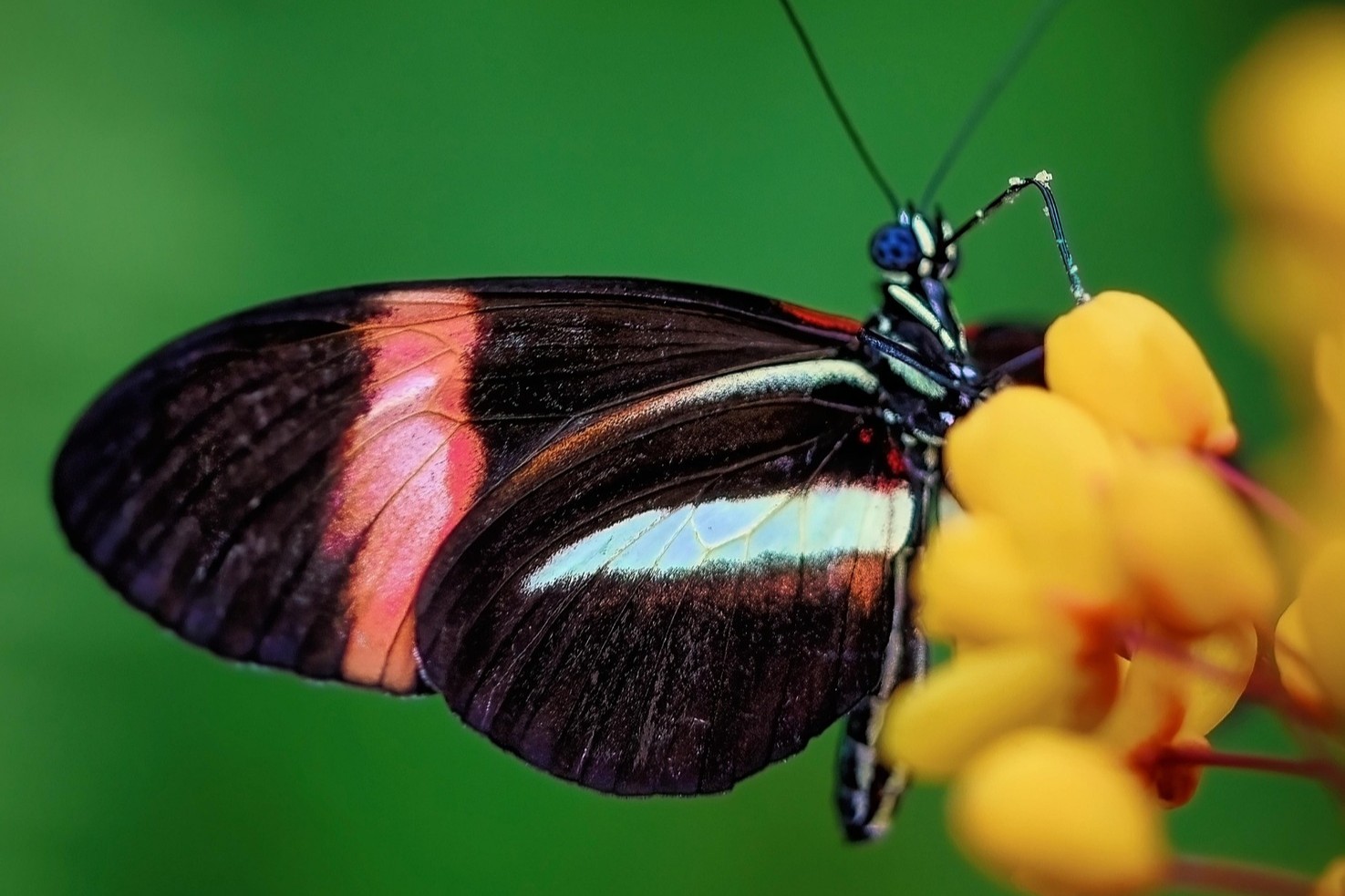ambquinn-butterfly-7920265_1920