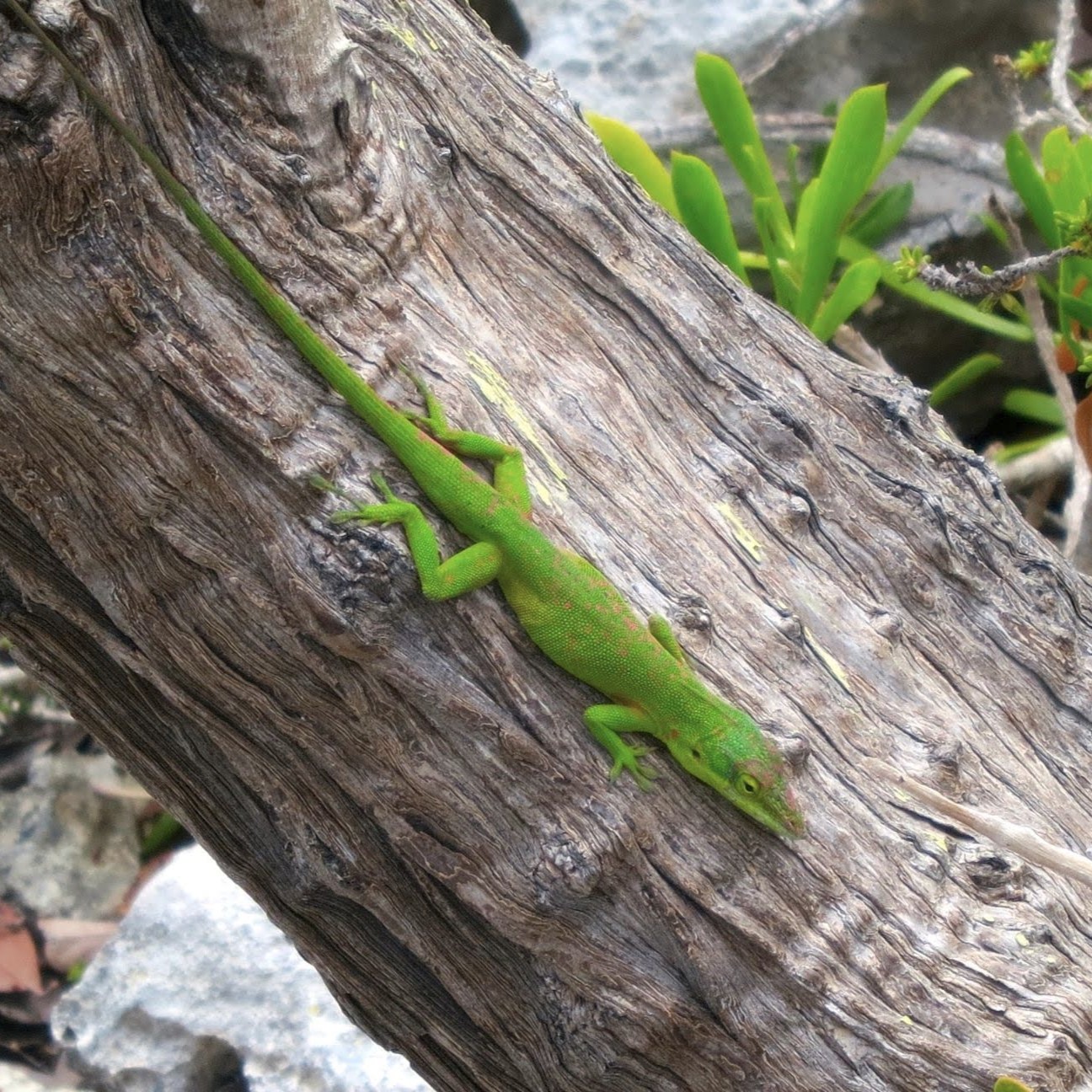Anoles