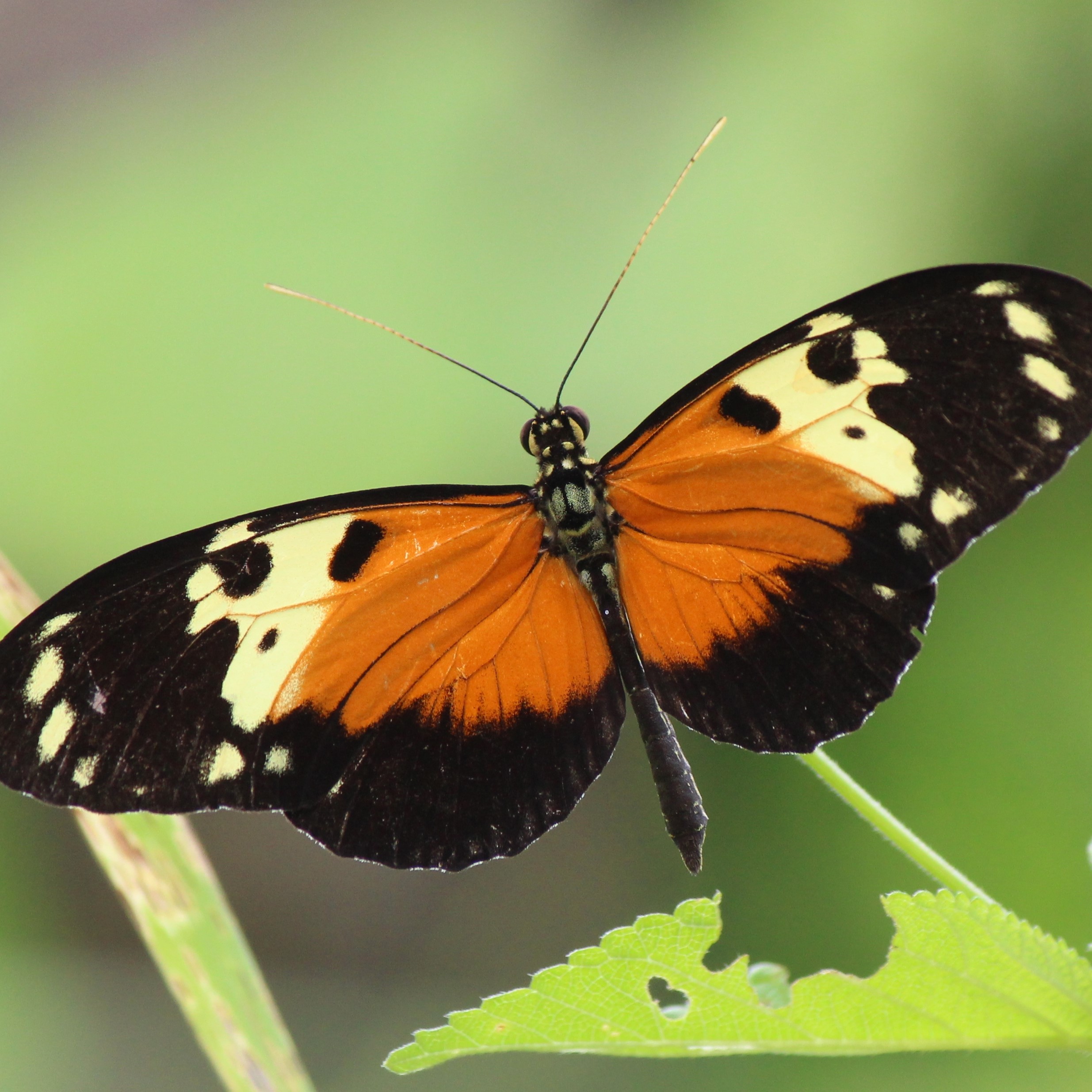 Butterflies