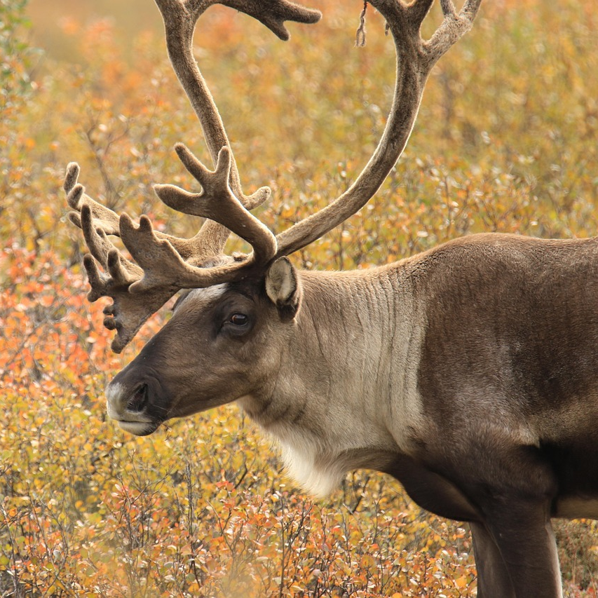 Caribou
