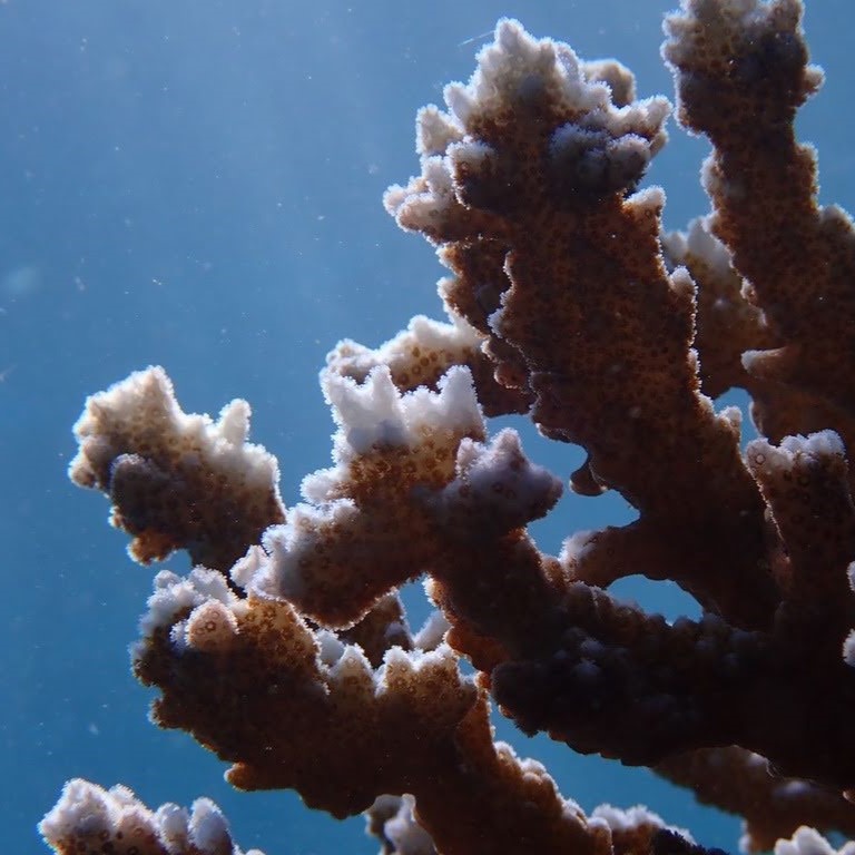 Coral & Coral Reef Fishes