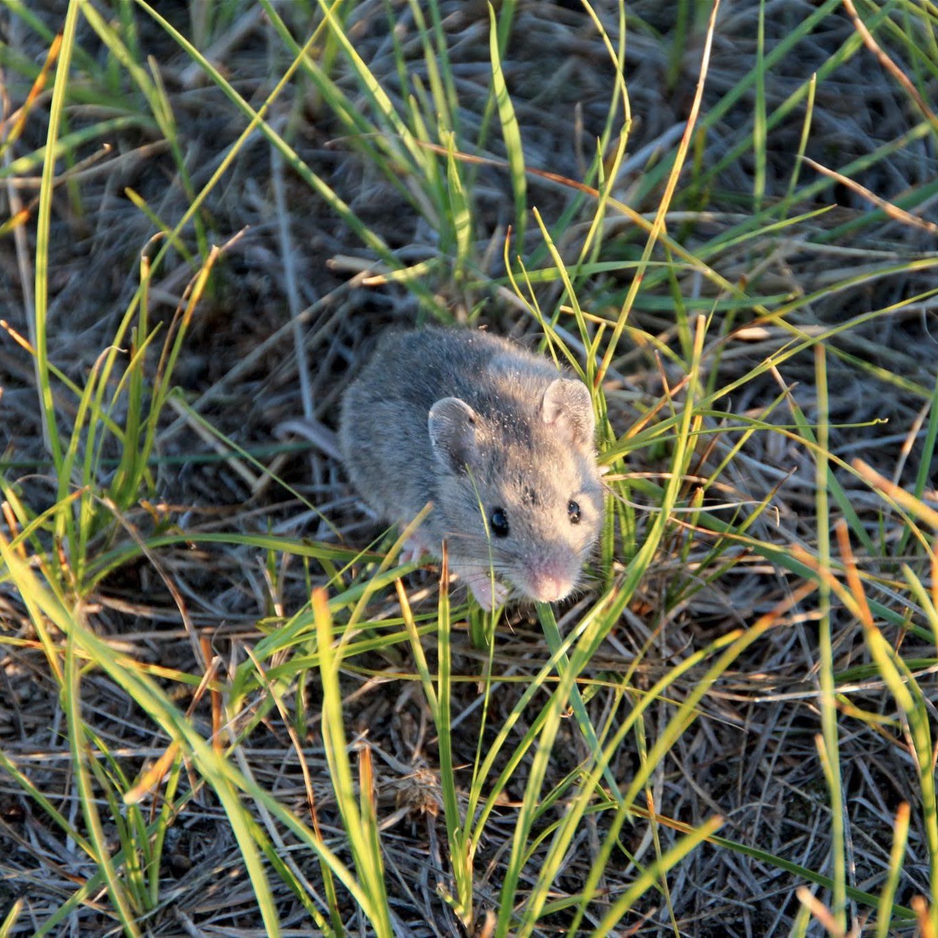 Deer Mice