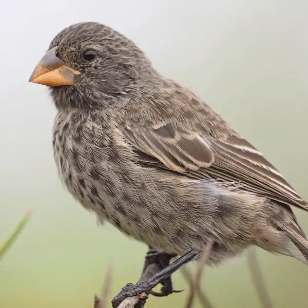 Finches