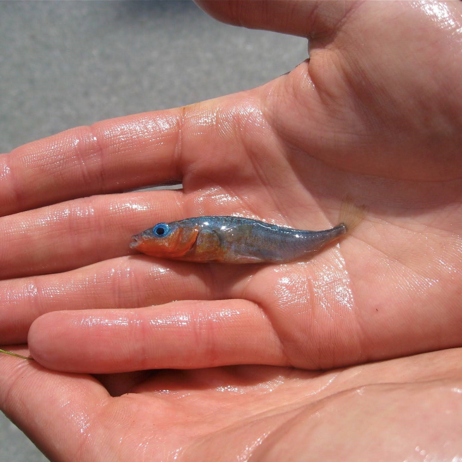 Guppies