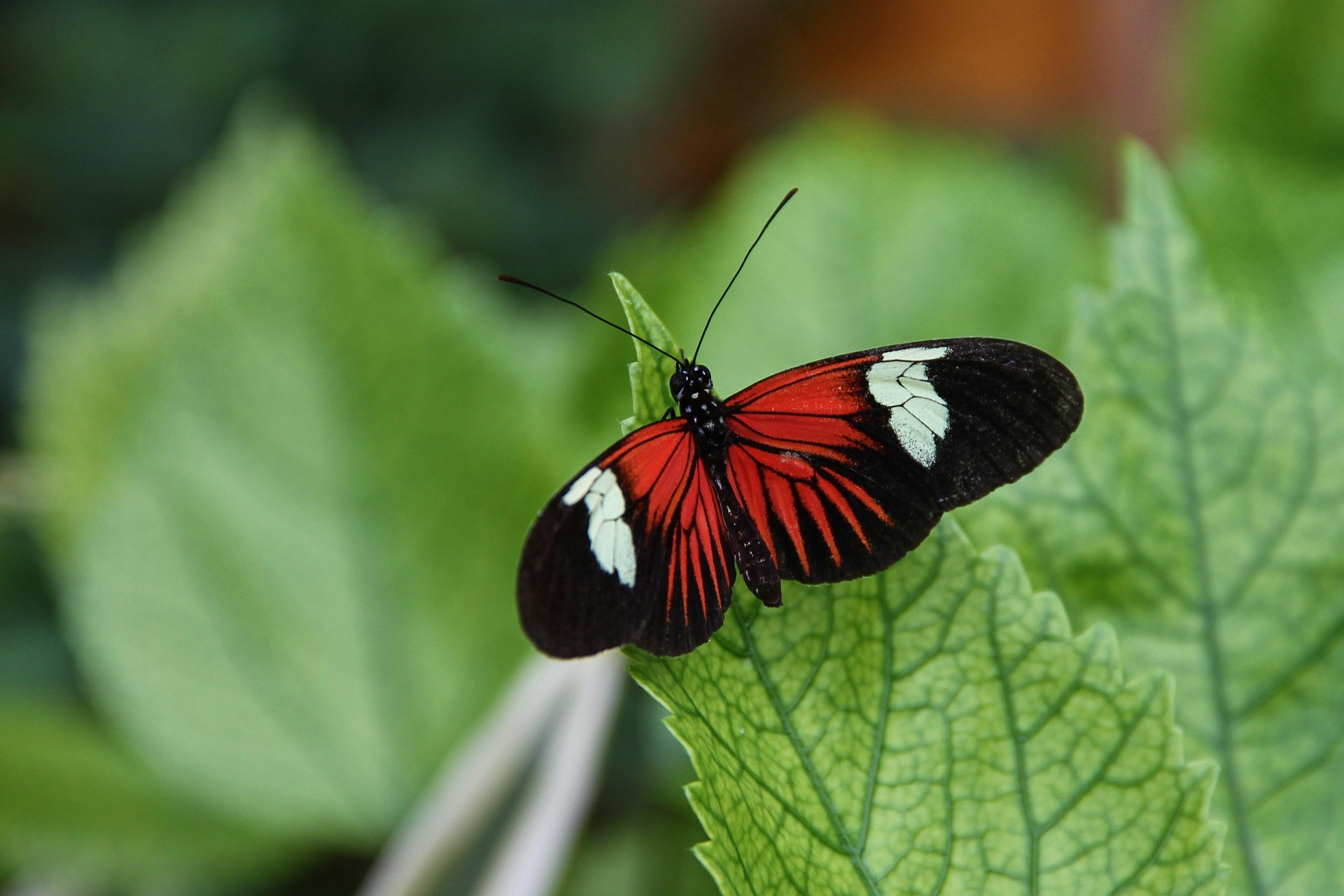 manfredrichter-postman-butterfly-4366686_1920