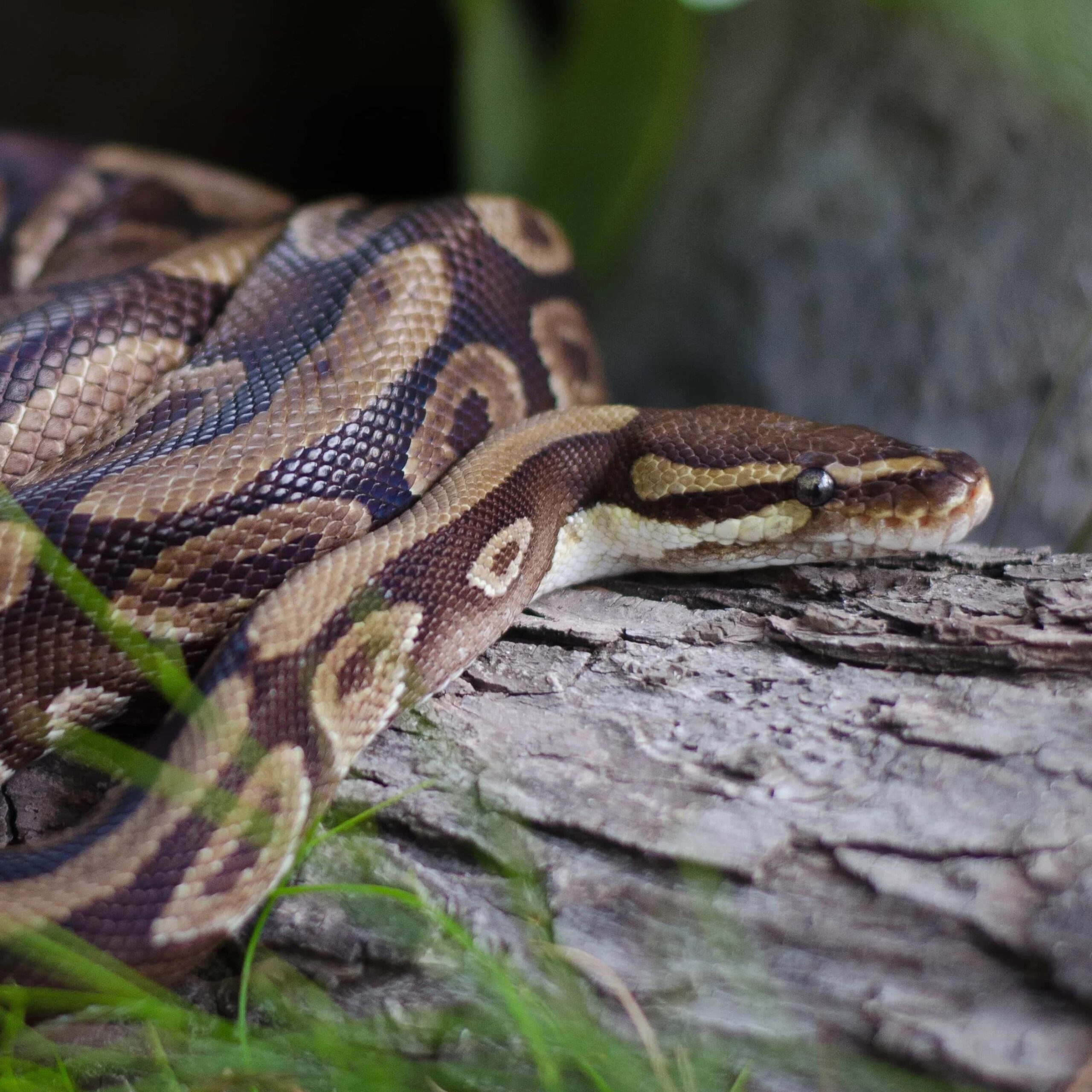 Pythons