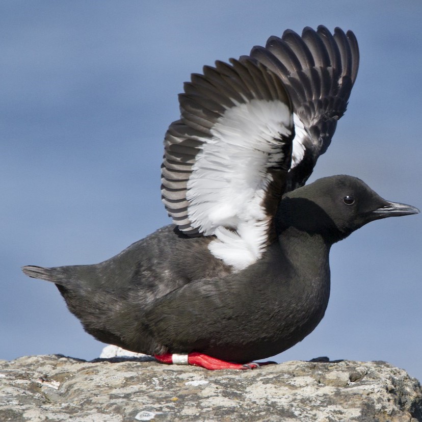 Seabirds