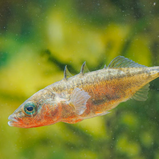 Sticklebacks